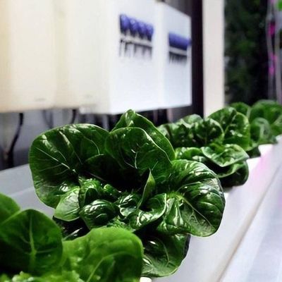 Groenten Hydroponisch systeem Container kas voor verticale landbouw Inrichting JX-CG-103
