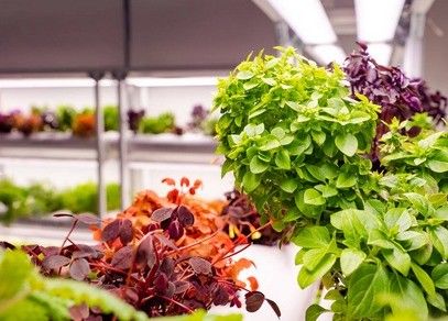 Grote verticale boerderijcontainer kas met stalen dekking en hydroponische technologie