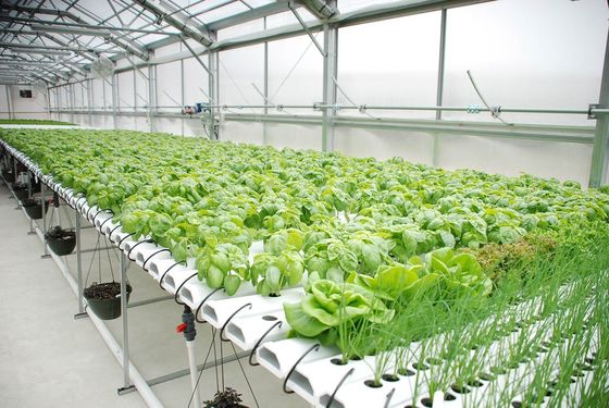 Grote verticale boerderijcontainer kas met stalen dekking en hydroponische technologie