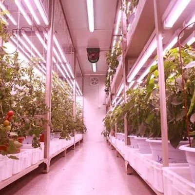 Versatile commerciële kas voor verticale hydroponische landbouw in scheepvaartcontainer