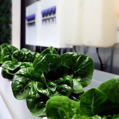 Versatile commerciële kas voor verticale hydroponische landbouw in scheepvaartcontainer