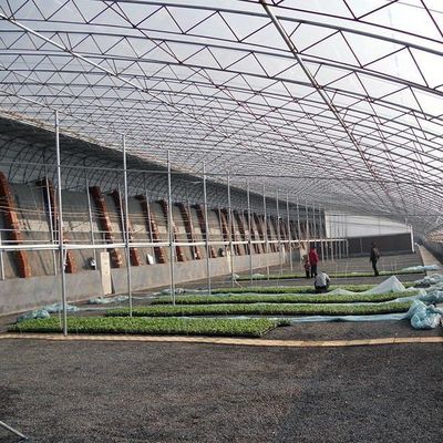 Groenhuis met zonlicht voor de tamatie-aanplant Dubbellaag en gebogen dak