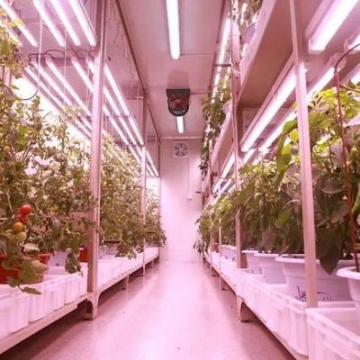Verticale landbouwcontainer kas voor milieuvriendelijk huis