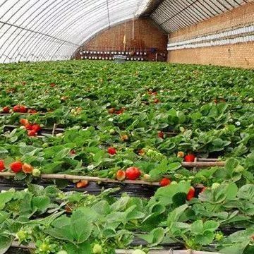 Doppelschijferkasten voor groentehouderij en tijdelijke verwarming