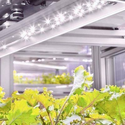 Verticale landbouw Hydroponics kas in 40HQ Reefer container met staal structuur