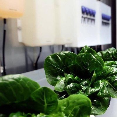 Verticale landbouw Hydroponics kas in 40HQ Reefer container met staal structuur