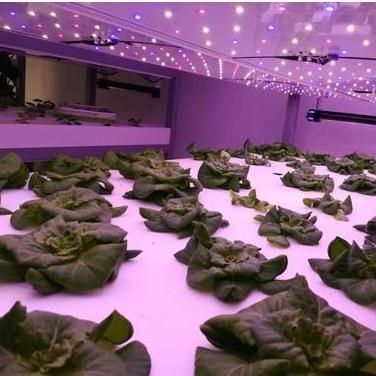 Verticale landbouw Hydroponics kas in 40HQ Reefer container met staal structuur
