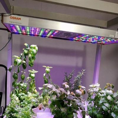 Verticale landbouw Hydroponics kas in 40HQ Reefer container met staal structuur