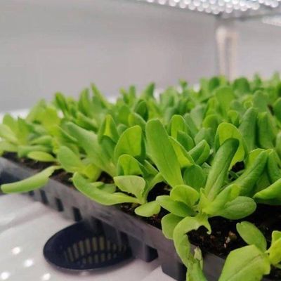 Verticale landbouw Hydroponics kas in 40HQ Reefer container met staal structuur