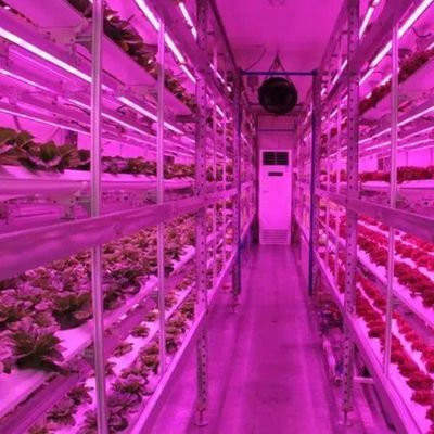 Verticale landbouw Hydroponics kas in 40HQ Reefer container met staal structuur