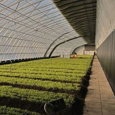 Commerciële tomaten verbouwen zonlicht kas met verzendkosten en ontwerp