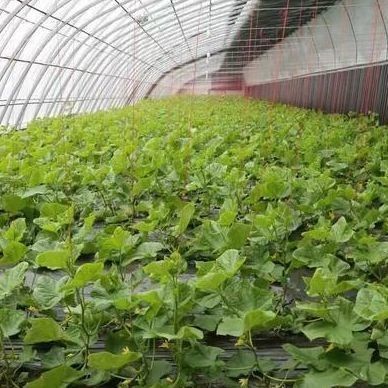 Commerciële tomaten verbouwen zonlicht kas met verzendkosten en ontwerp