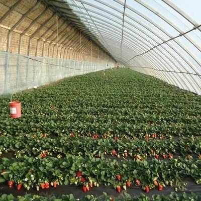 Commerciële tomaten verbouwen zonlicht kas met verzendkosten en ontwerp