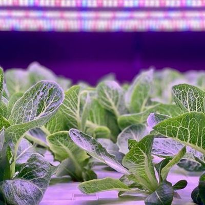 Verticale landbouwcontainer kas met hydroponische kenmerken