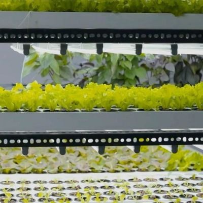 Grote multi-span scheepvaartcontainer kas voor hydroponisch verticaal landbouw systeem