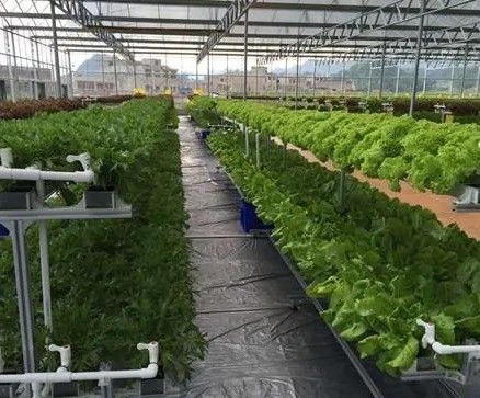 Een revolutionaire verticale hydroponische landbouwtechnologie voor de verpakking van containers