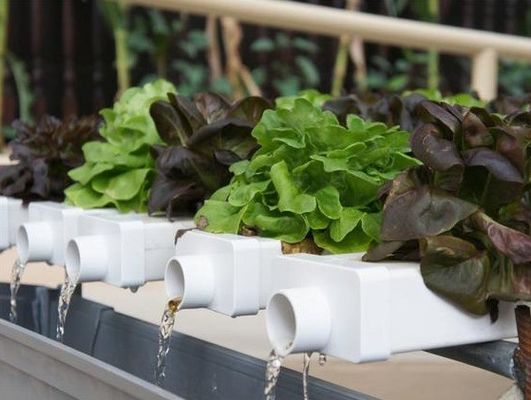 Een revolutionaire verticale hydroponische landbouwtechnologie voor de verpakking van containers