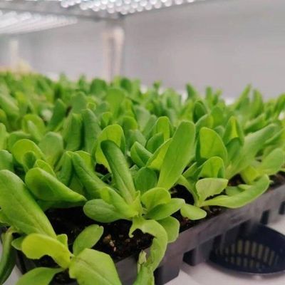 Verticale landbouwcontainer kas met hydroponische innovatie in Amerikaanse valuta