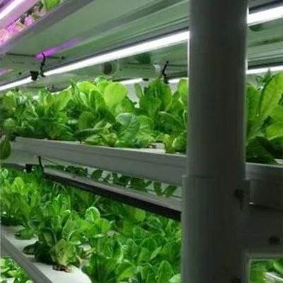 Verticale landbouwcontainer kas met hydroponische innovatie in Amerikaanse valuta