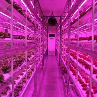Verticale landbouwcontainer kas met hydroponische innovatie in Amerikaanse valuta