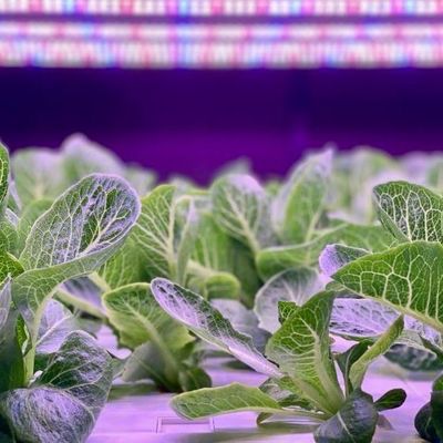 Verticale landbouwcontainer kas met hydroponische innovatie in Amerikaanse valuta