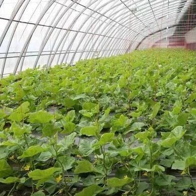 1209cm * 235cm * 239cm Filmkas voor het schaduwen en ventileren van de tomatenplant