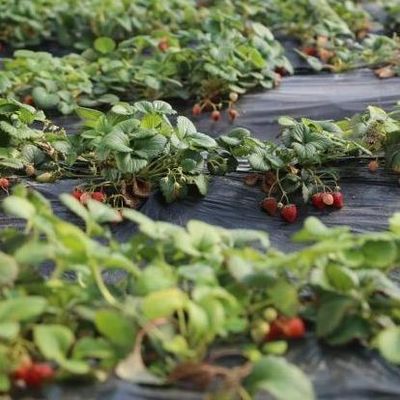 1209cm * 235cm * 239cm Filmkas voor het schaduwen en ventileren van de tomatenplant