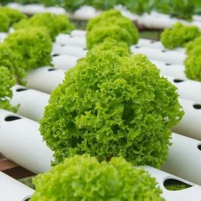 Meervoudige houderkasten voor hydroponisch systeem en voordelen van verticale landbouw