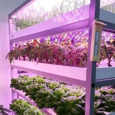 Meervoudige houderkasten voor hydroponisch systeem en voordelen van verticale landbouw