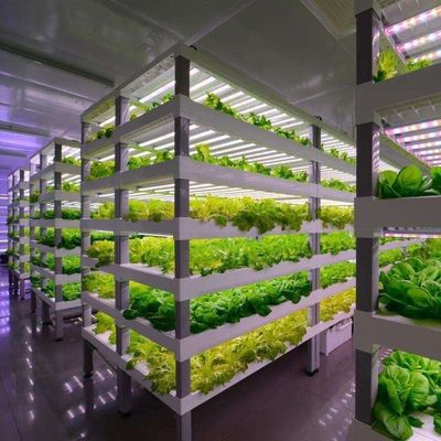 Meervoudige houderkasten voor hydroponisch systeem en voordelen van verticale landbouw
