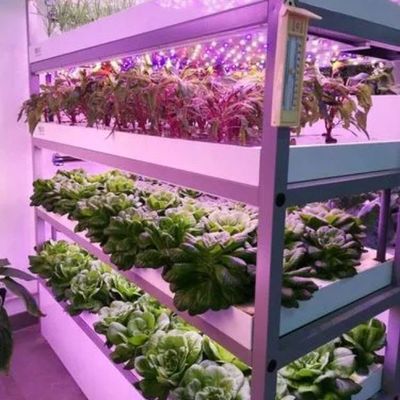 Meervoudige houderkasten voor hydroponisch systeem en voordelen van verticale landbouw