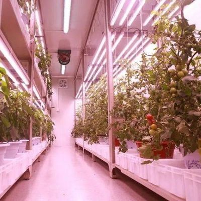 Vervoer Container Verticale landbouw Commerciële kas met hydroponica Innovatie