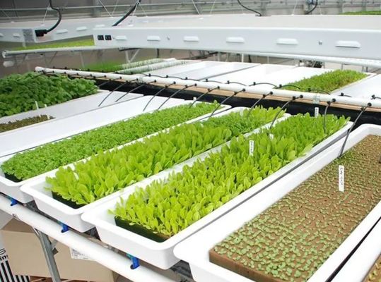 Verticale landbouwcontainer kas in 40HQ Reefer met hydroponische container