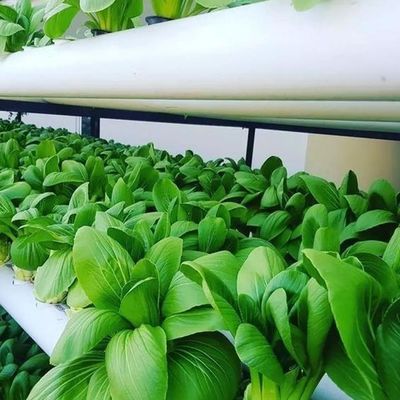 Verticale landbouwcontainer kas in 40HQ Reefer met hydroponische container