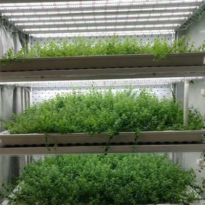 Staalbedekking Hydroponische verticale landbouwcontainer kas met geavanceerde technologie