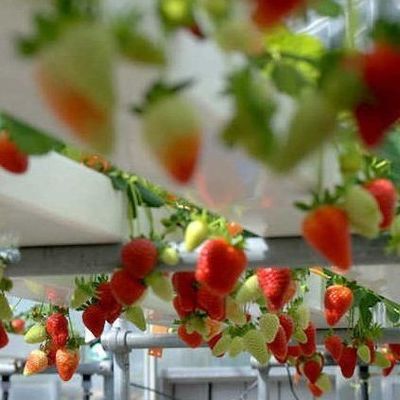 Staalbedekking Hydroponische verticale landbouwcontainer kas met geavanceerde technologie