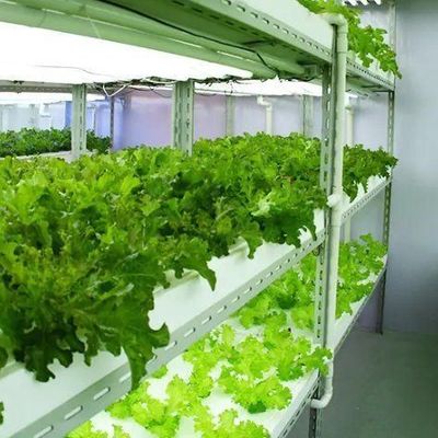 Staalbedekking Hydroponische verticale landbouwcontainer kas met geavanceerde technologie