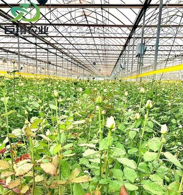 Aanpassing Juxiang Greenhouse's aanpasbare commerciële film en glazen kas
