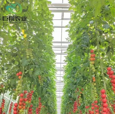 Amerikaanse munt Juxiang Agricultural Nft Hydroponics System Glaskas voor groenten