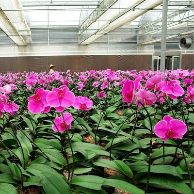 Juxiang Hydroponic Farm Film Greenhouse met staalstructuur en terugbetaling van 30 dagen