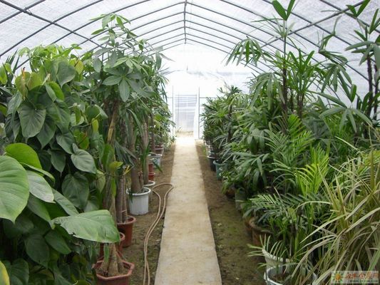 Juxiang Hydroponic Farm Film Greenhouse met staalstructuur en terugbetaling van 30 dagen
