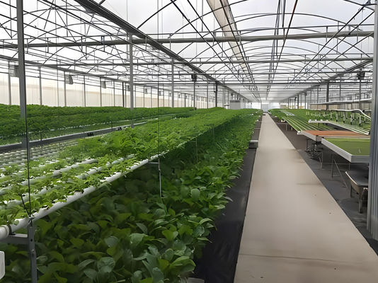 Juxiang Hydroponic Farm Film Greenhouse met staalstructuur en terugbetaling van 30 dagen