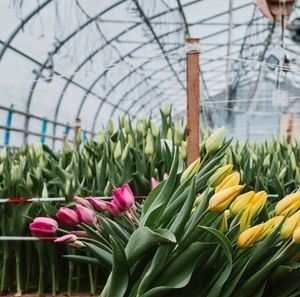 Aanpasbaar hydroponisch systeem voor groenten en bloemen op maat van uw behoeften