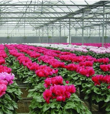Aanpasbaar hydroponisch systeem voor groenten en bloemen op maat van uw behoeften