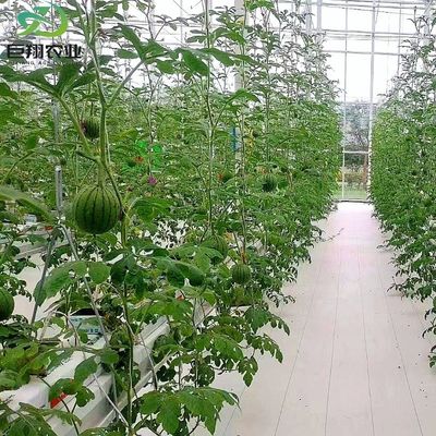 Juxiang Plaat PC Board Groenhuis voor hydroponische teelt systemen aardbei op maat
