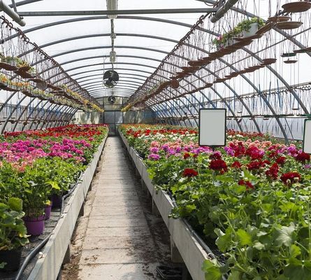 Juxiang Multi-Span Humidity Control Greenhouse voor Pepers Film Greenhouse Department