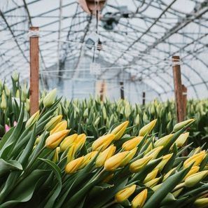Juxiang Multi-Span Humidity Control Greenhouse voor Pepers Film Greenhouse Department