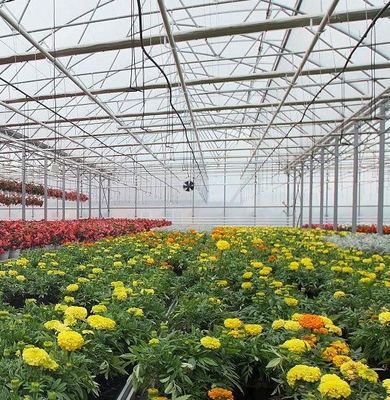 US Currency Single-Pan Hydroponic System voor groentenverbouwing in kas