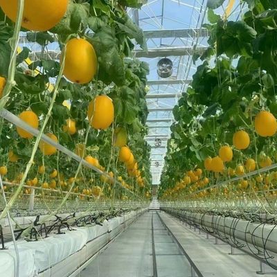 Hydroponische groentenverbouwing Venlo glazen kas met dubbele laag en type dak