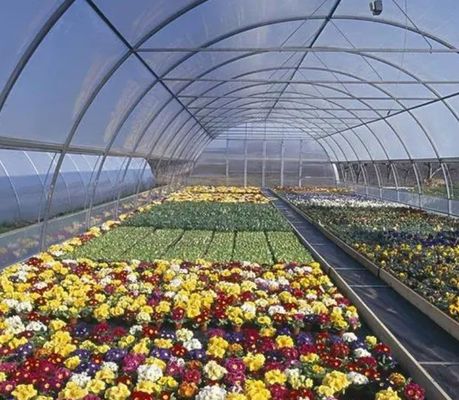 US Currency Single-Pan Hydroponic System voor groentenverbouwing in kas